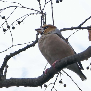 Hawfinch Akigase Park Tue, 1/2/2024