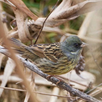 Masked Bunting Akigase Park Tue, 1/2/2024