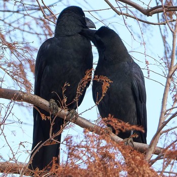 ハシブトガラス 秋ヶ瀬公園 2024年1月2日(火)