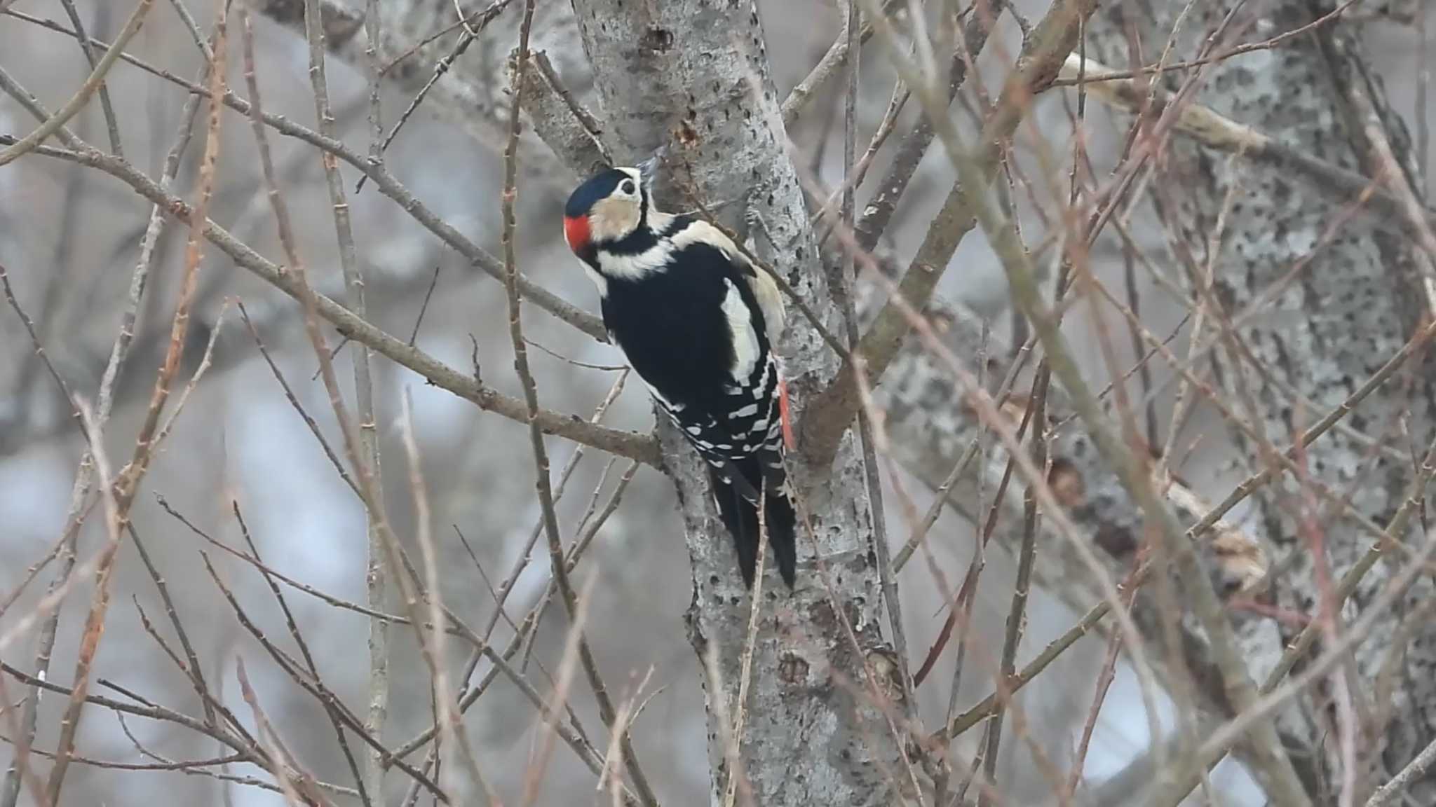 アカゲラ