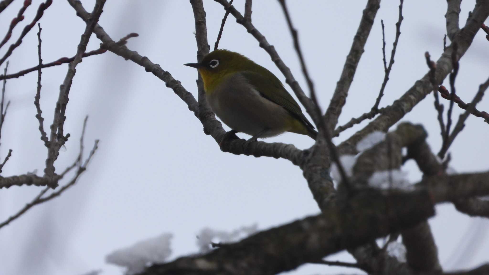 Warbling White-eye