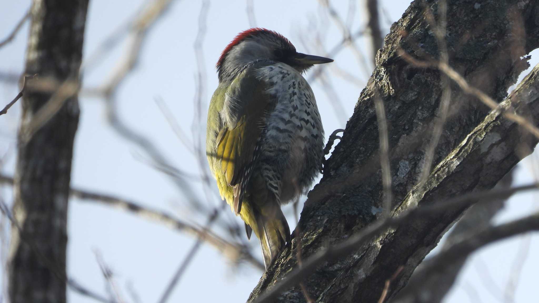 Japanese Green Woodpecker