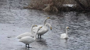 オオハクチョウ 下田公園(青森県おいらせ町) 2024年1月2日(火)