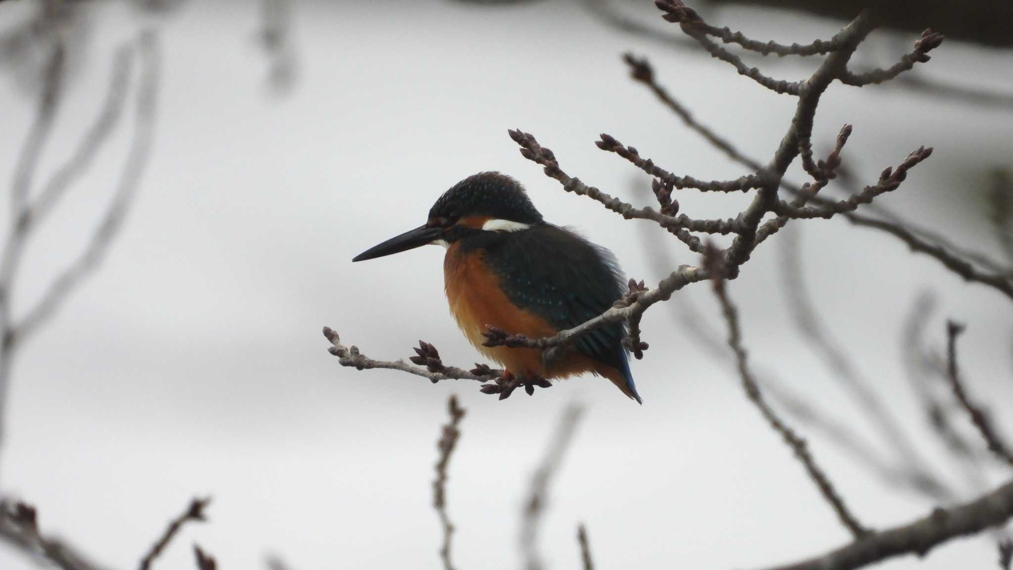 Common Kingfisher