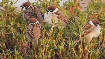 Eurasian Tree Sparrow 下田公園(青森県おいらせ町) Tue, 1/2/2024