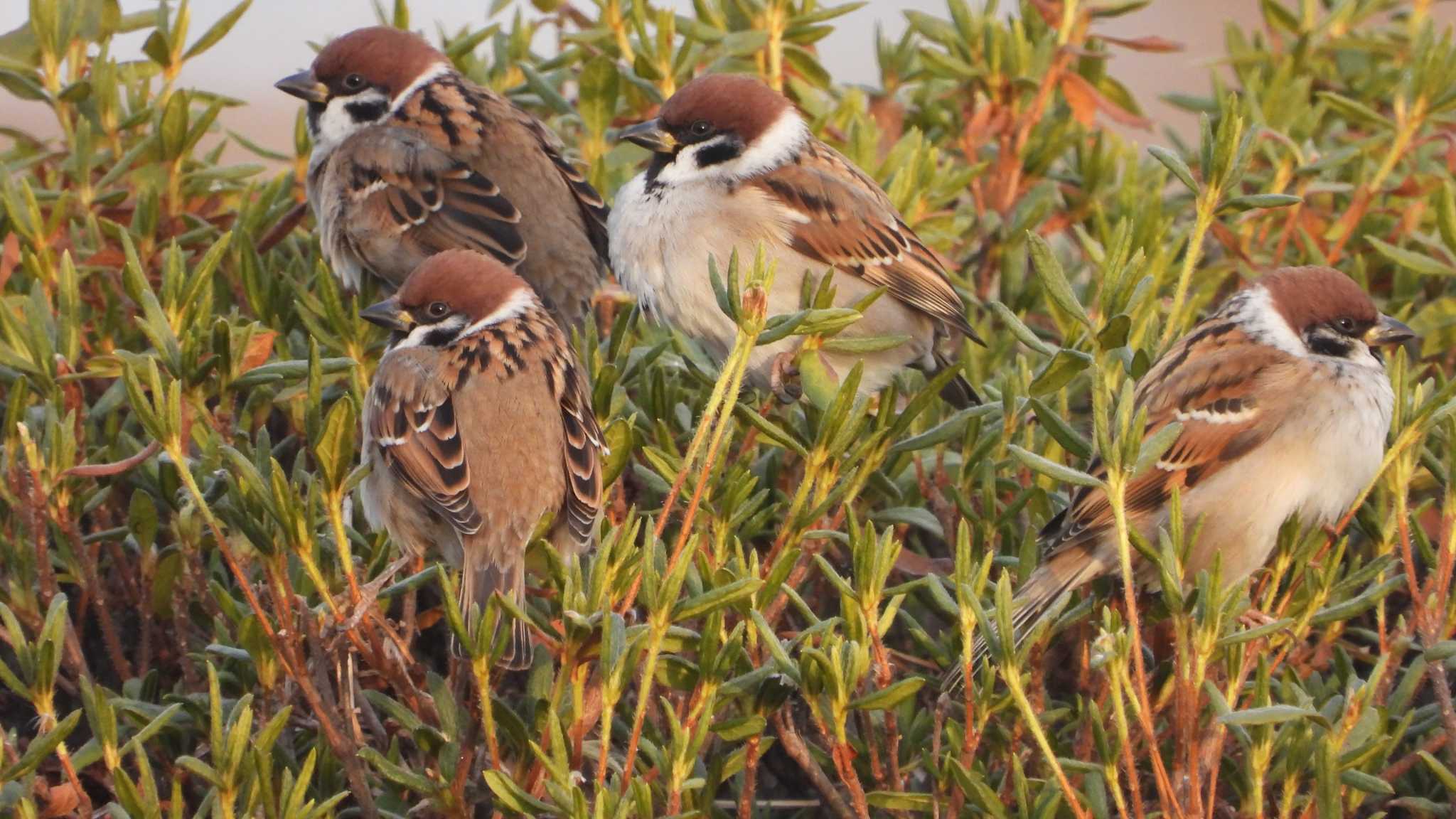 Eurasian Tree Sparrow