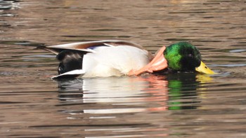 Mallard 下田公園(青森県おいらせ町) Tue, 1/2/2024