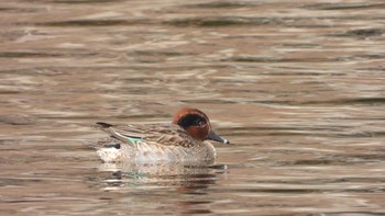 Eurasian Teal 下田公園(青森県おいらせ町) Tue, 1/2/2024