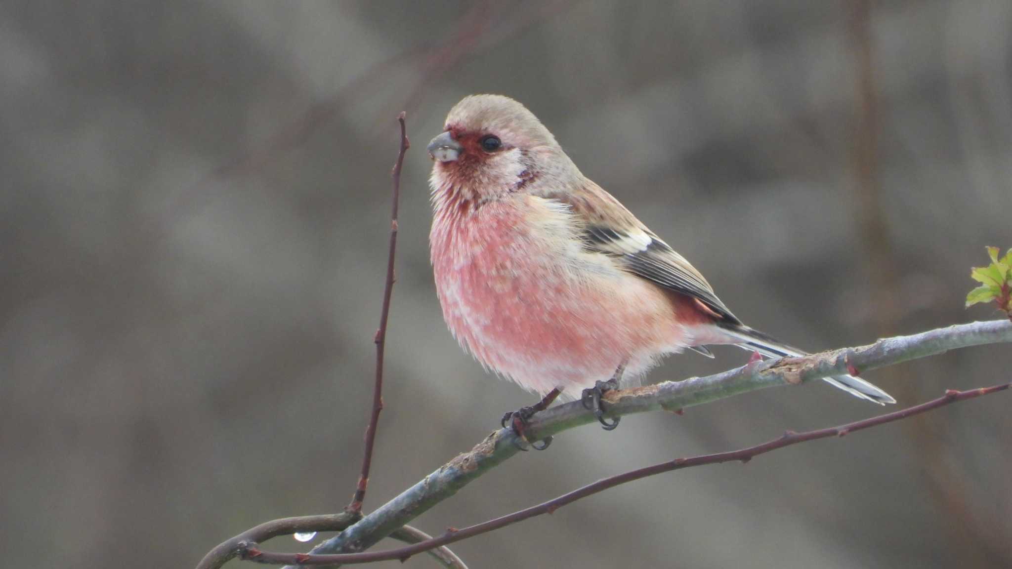 Siberian Long-tailed Rosefinch