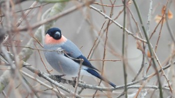 ウソ おいらせ町いちょう公園(青森県おいらせ町) 2023年12月30日(土)