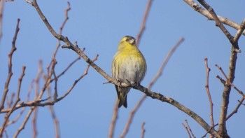 マヒワ おいらせ町いちょう公園(青森県おいらせ町) 2024年1月2日(火)