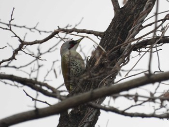 Japanese Green Woodpecker 秋ヶ瀬公園(野鳥の森) Tue, 1/2/2024