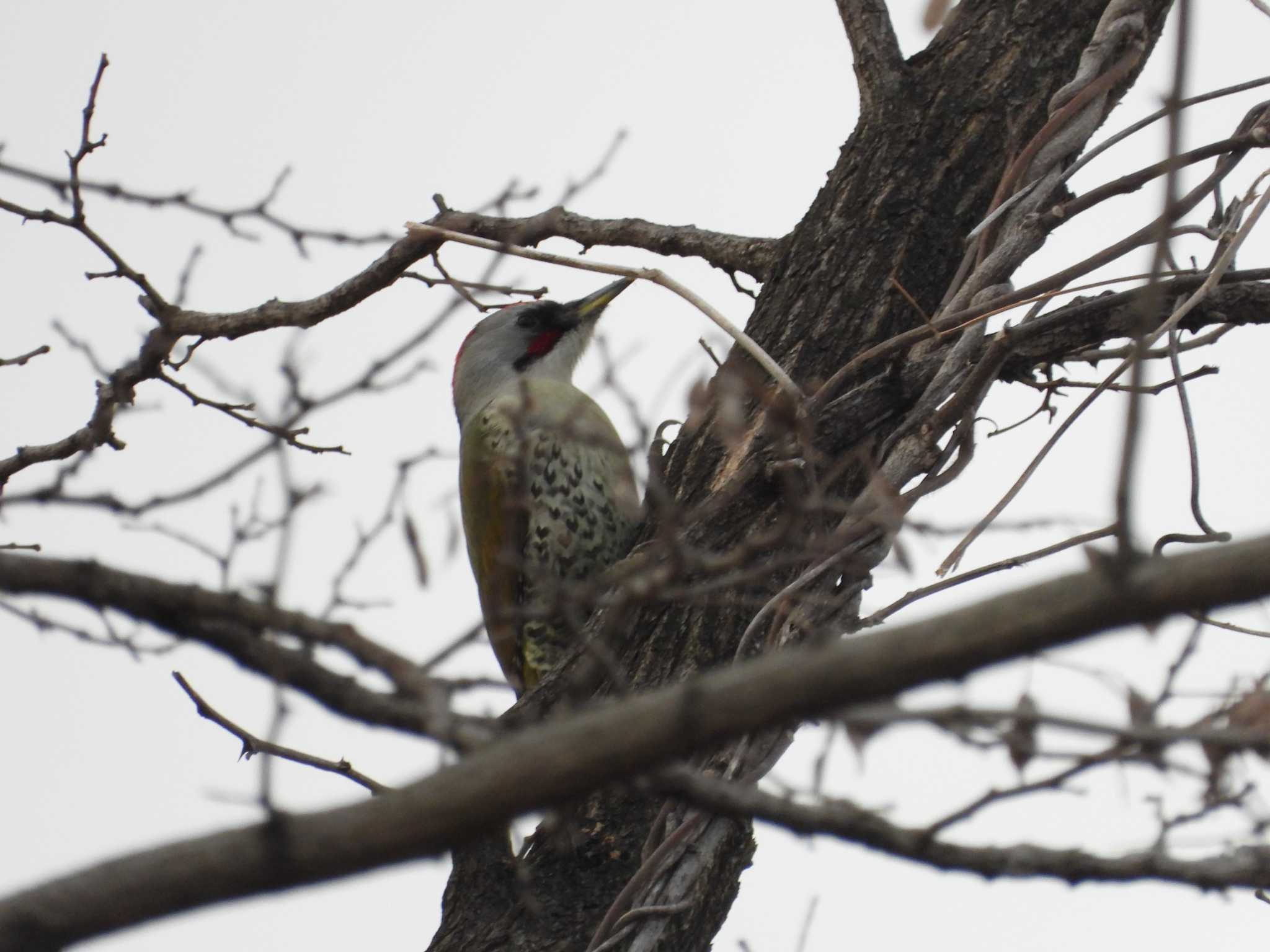 Japanese Green Woodpecker