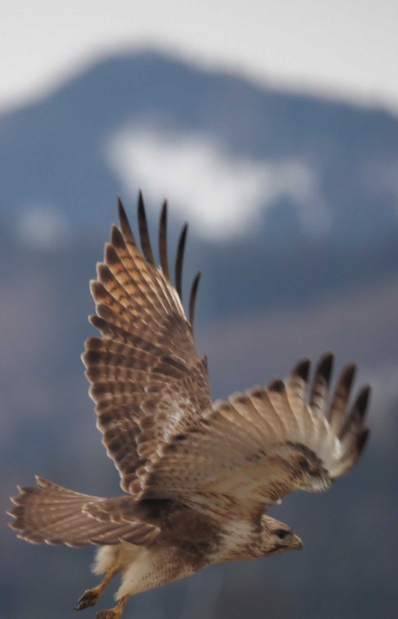 Photo of Eastern Buzzard at 国営越後丘陵公園 by さとーで