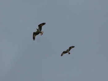 Osprey Yoron Island Sun, 10/28/2018