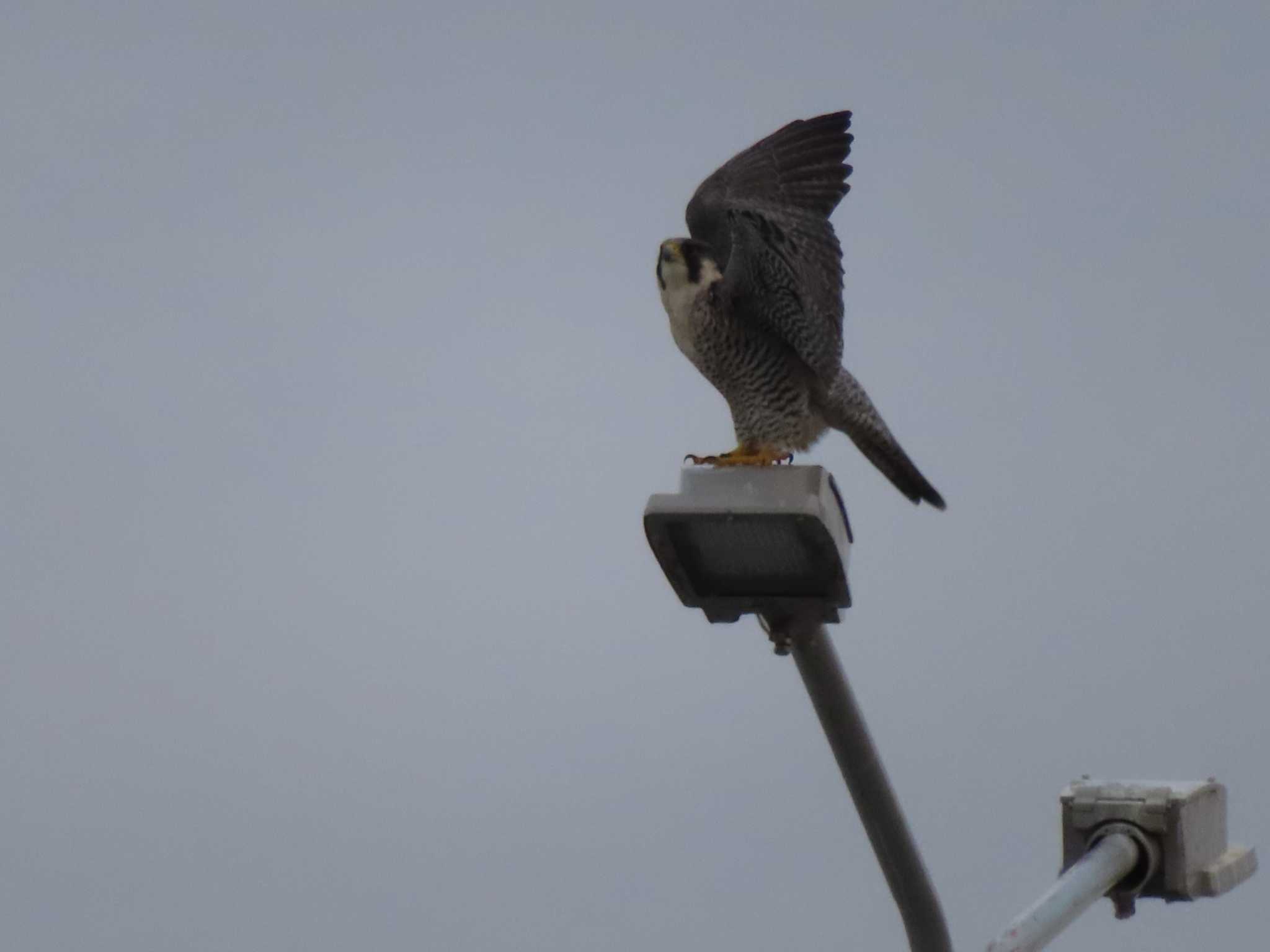 Peregrine Falcon