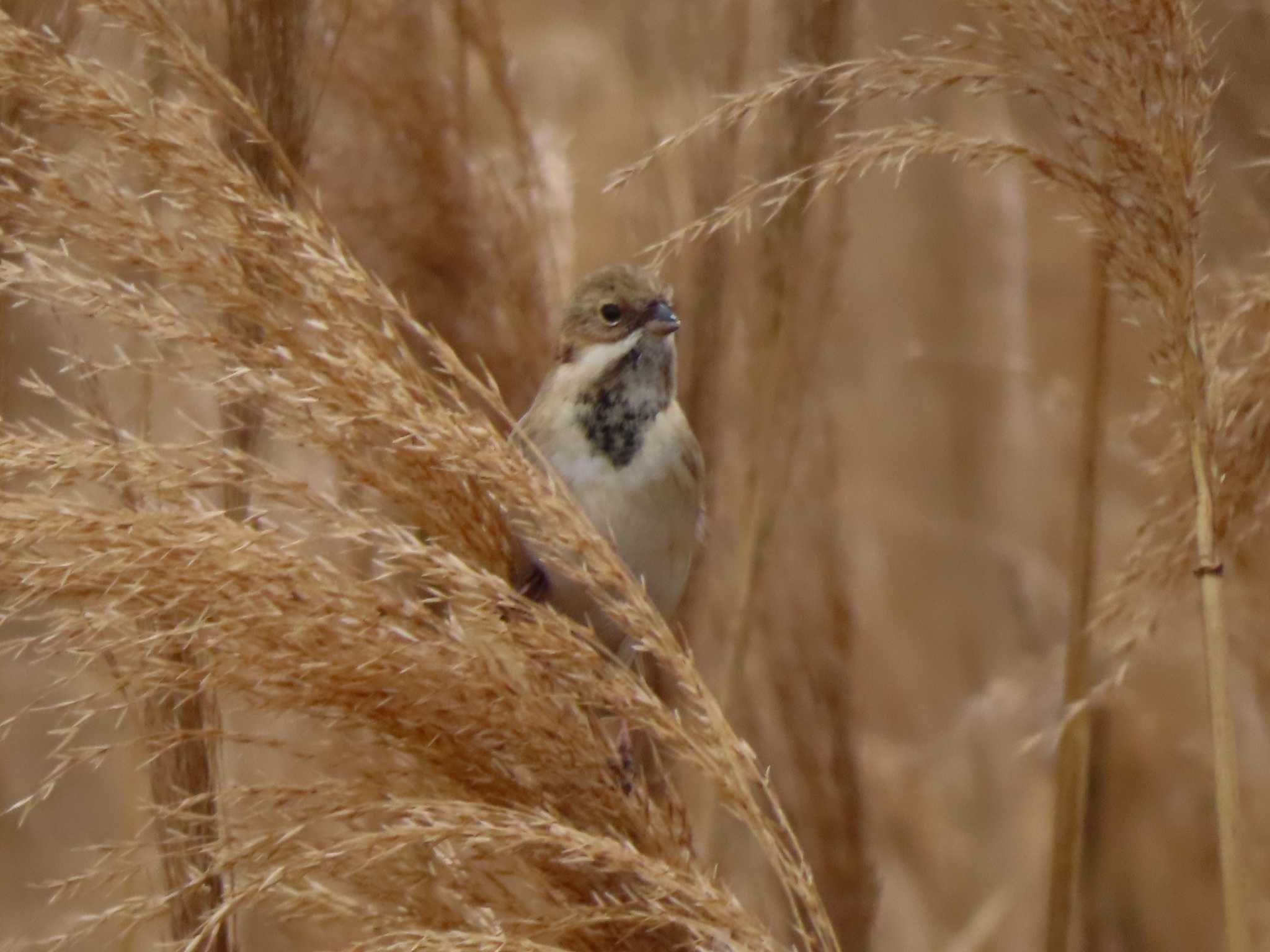 Photo of Pallas's Reed Bunting at 多摩川 by ツートン