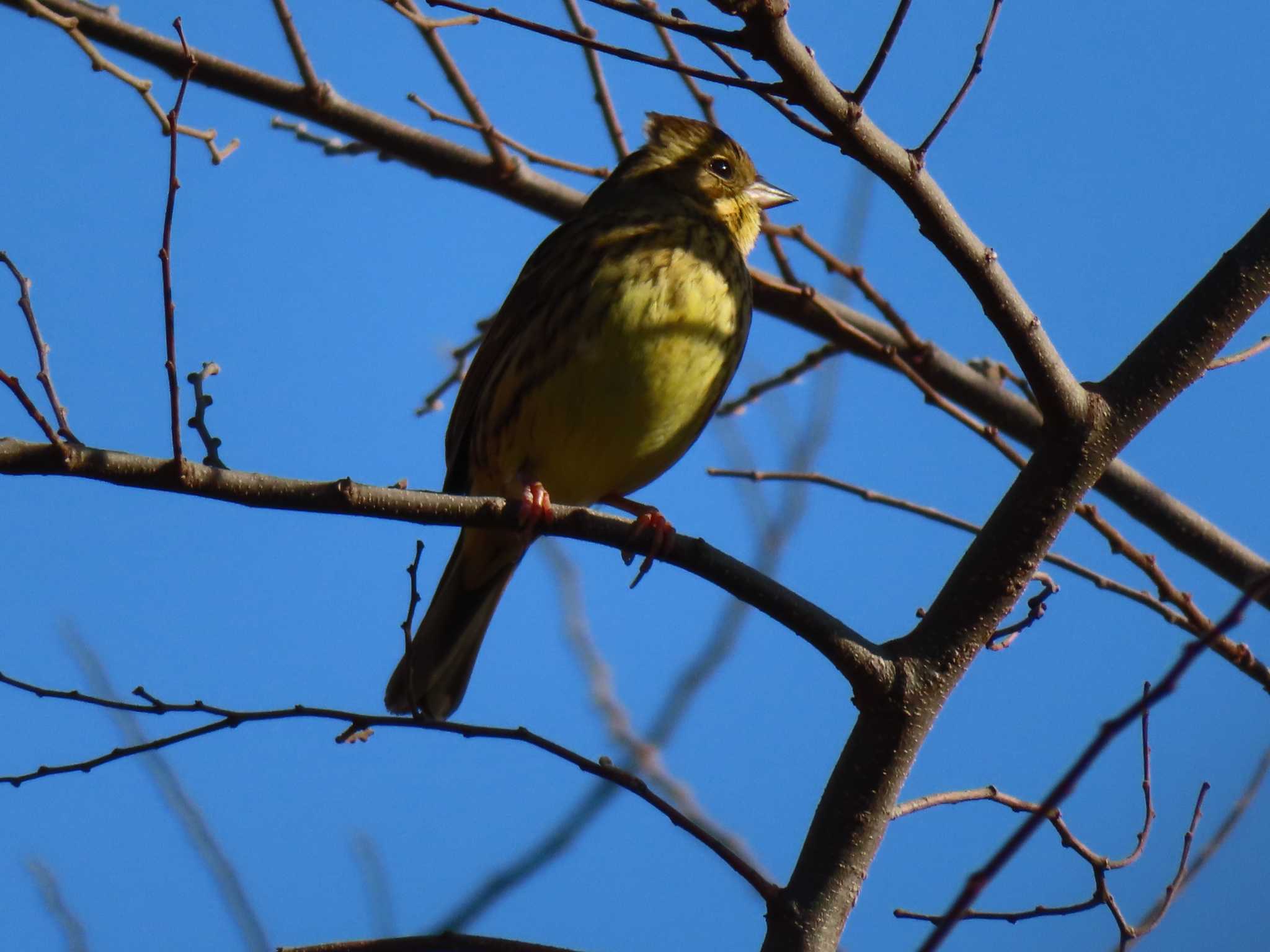 Masked Bunting