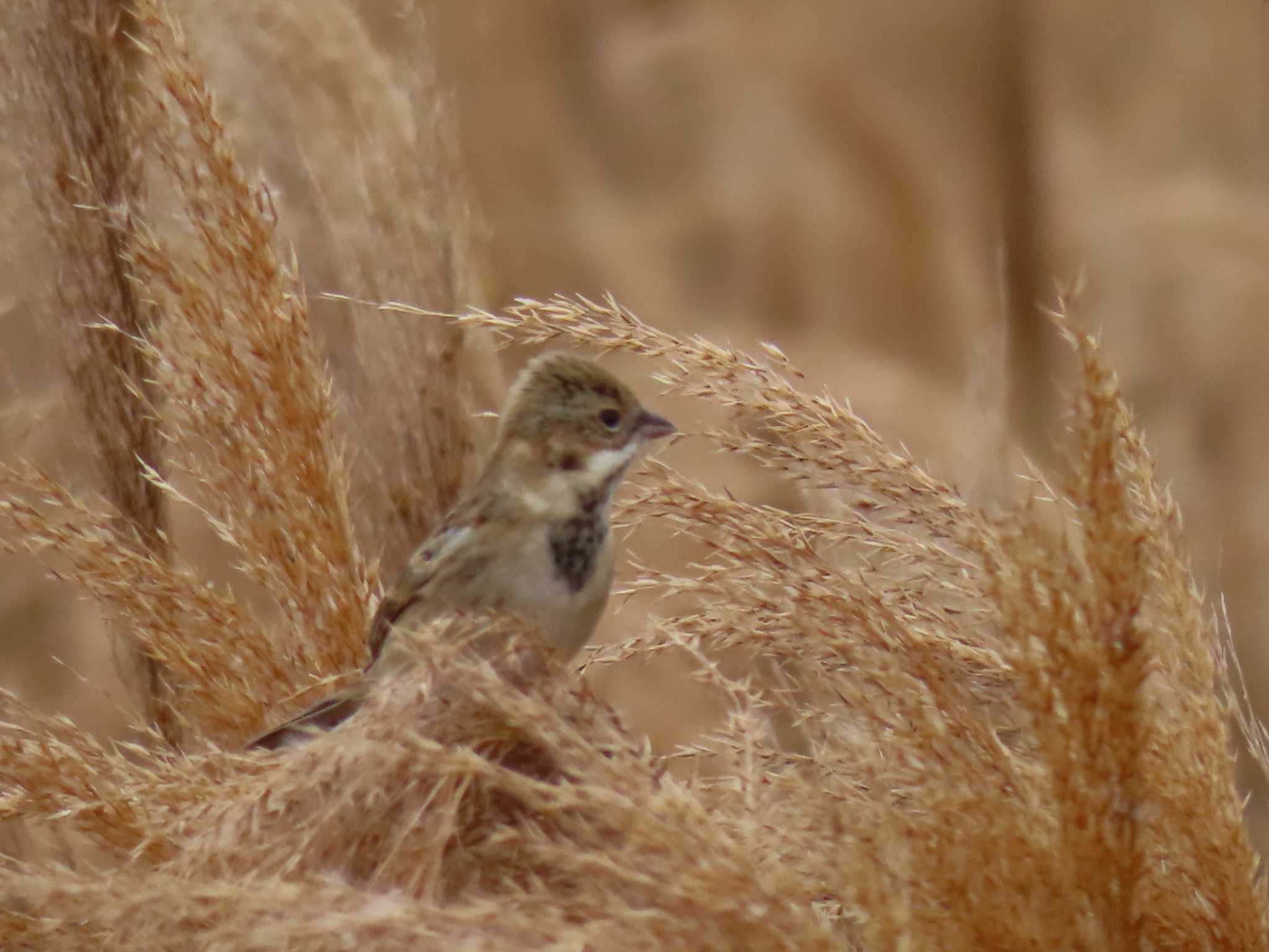 Pallas's Reed Bunting