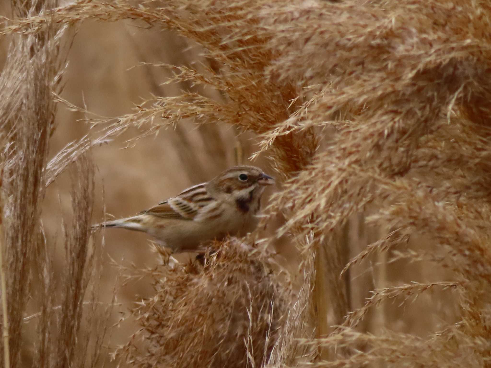 Pallas's Reed Bunting