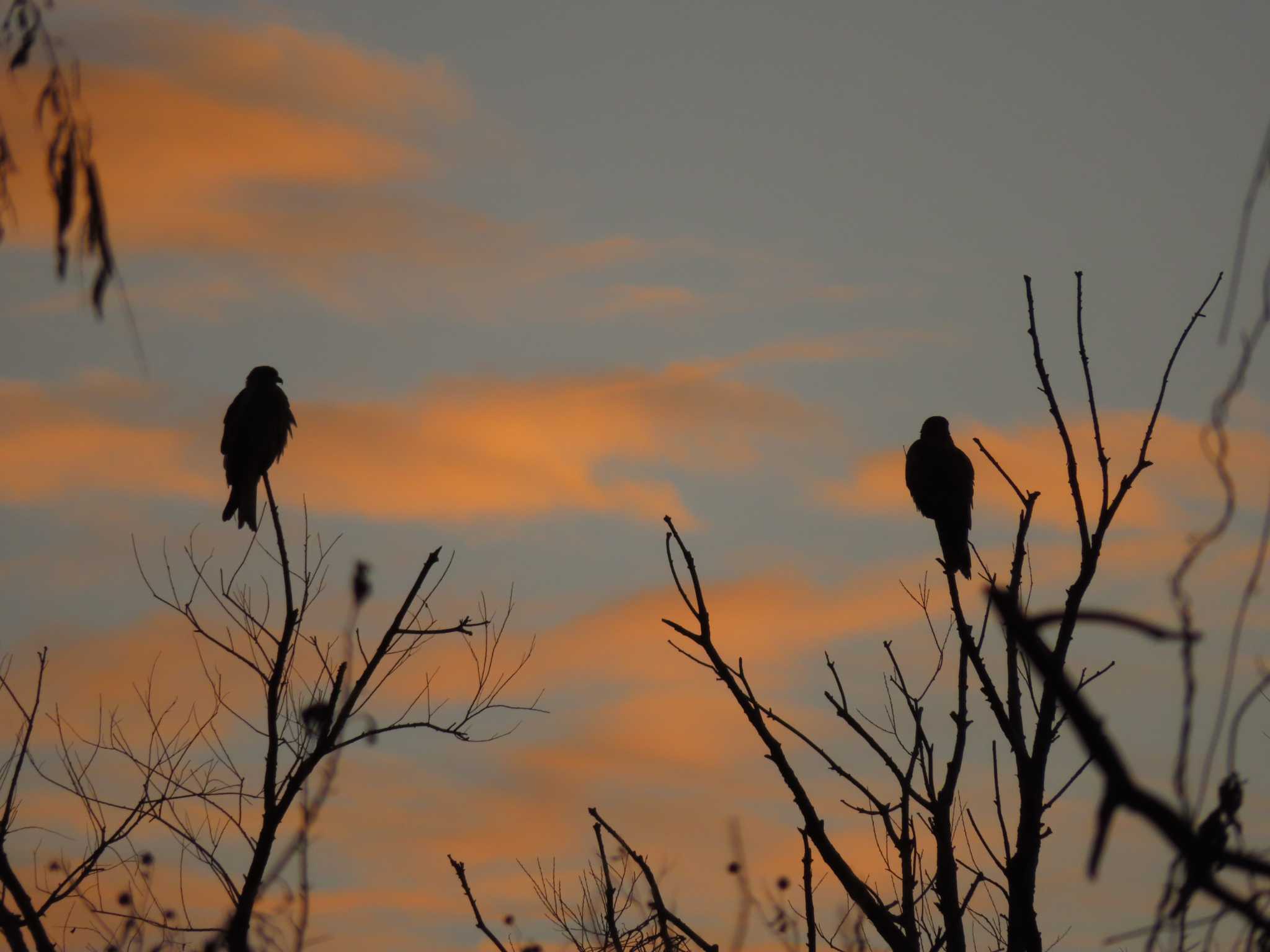 Black Kite