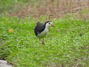 White-breasted Waterhen Ishigaki Island Sun, 12/31/2023