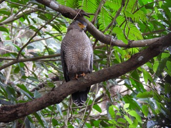 Crested Serpent Eagle Ishigaki Island Mon, 1/1/2024