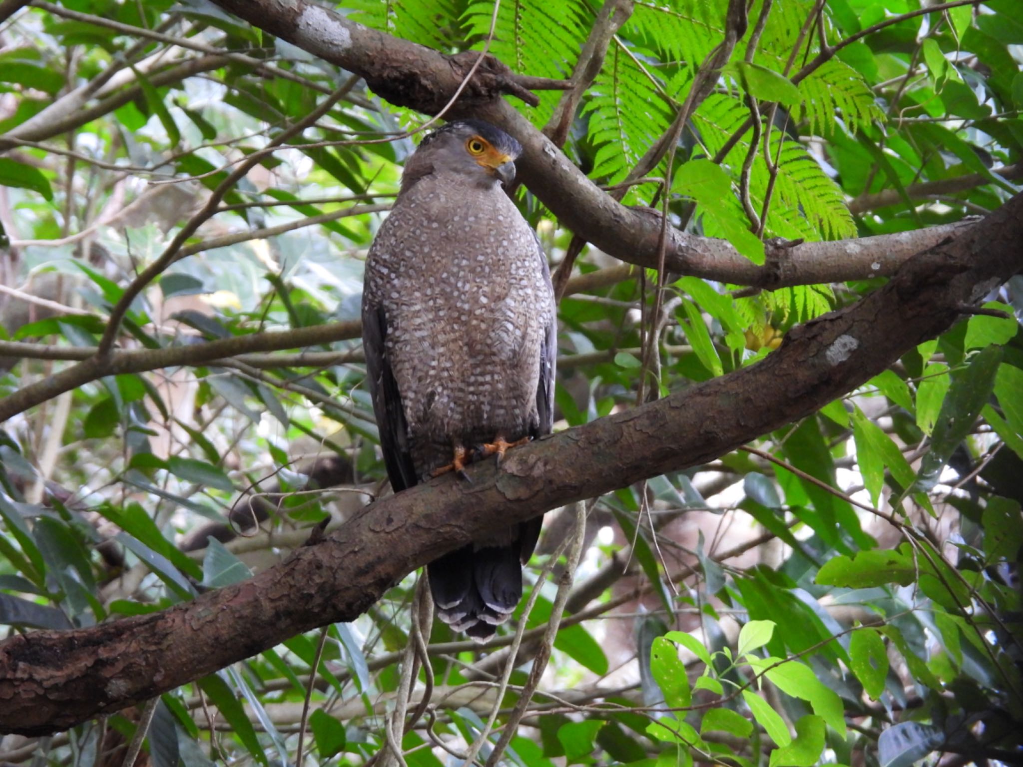 Photo of Crested Serpent Eagle at Ishigaki Island by 鳥散歩