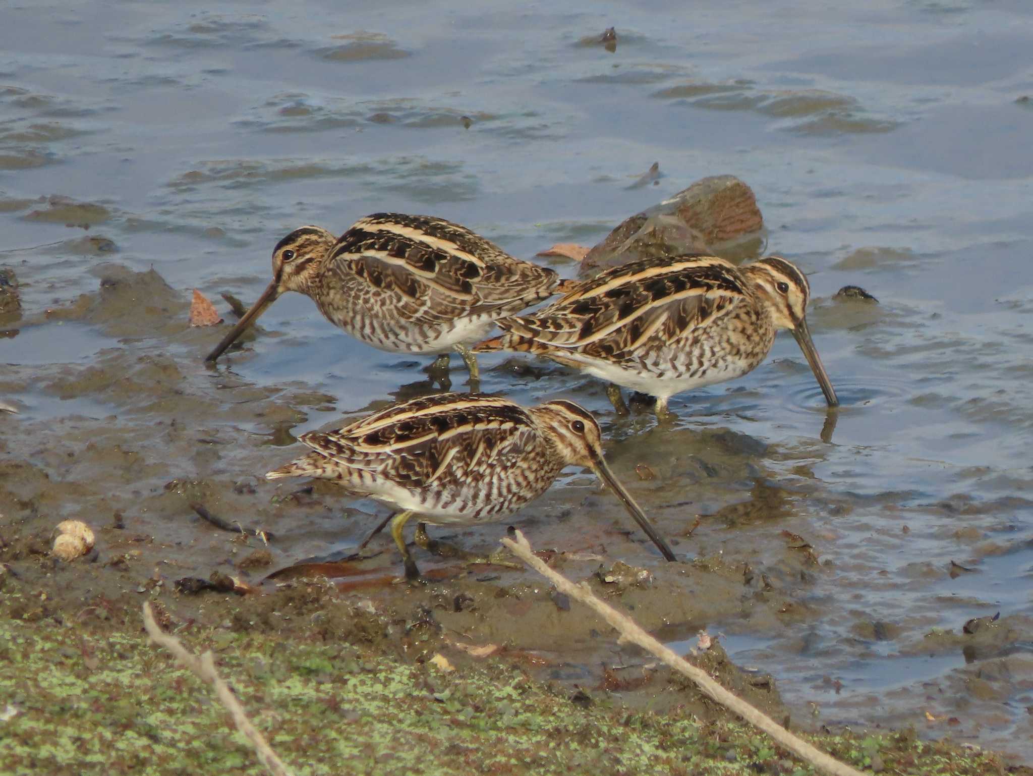 Common Snipe