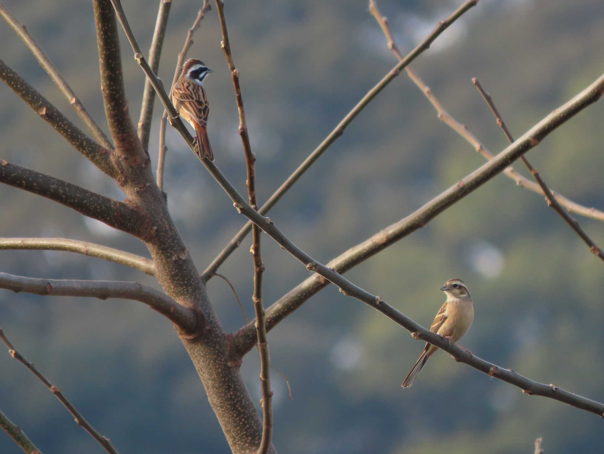 Meadow Bunting