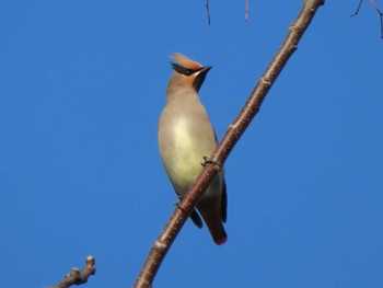 2023年12月30日(土) 京都の野鳥観察記録