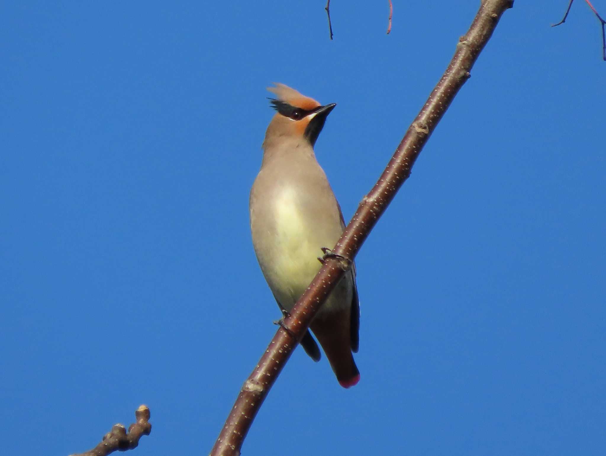 Japanese Waxwing