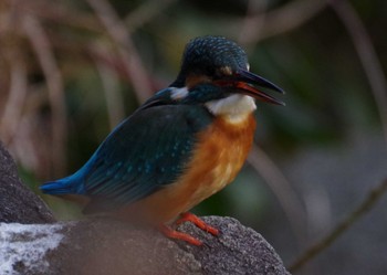 カワセミ こども自然公園 (大池公園/横浜市) 2024年1月2日(火)