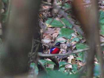 Black-crowned Pitta