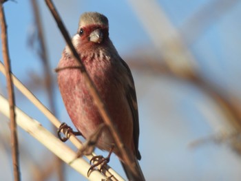 2024年1月2日(火) 杭瀬川スポーツ公園の野鳥観察記録