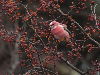 Pallas's Rosefinch 岡谷林道 Tue, 1/2/2024