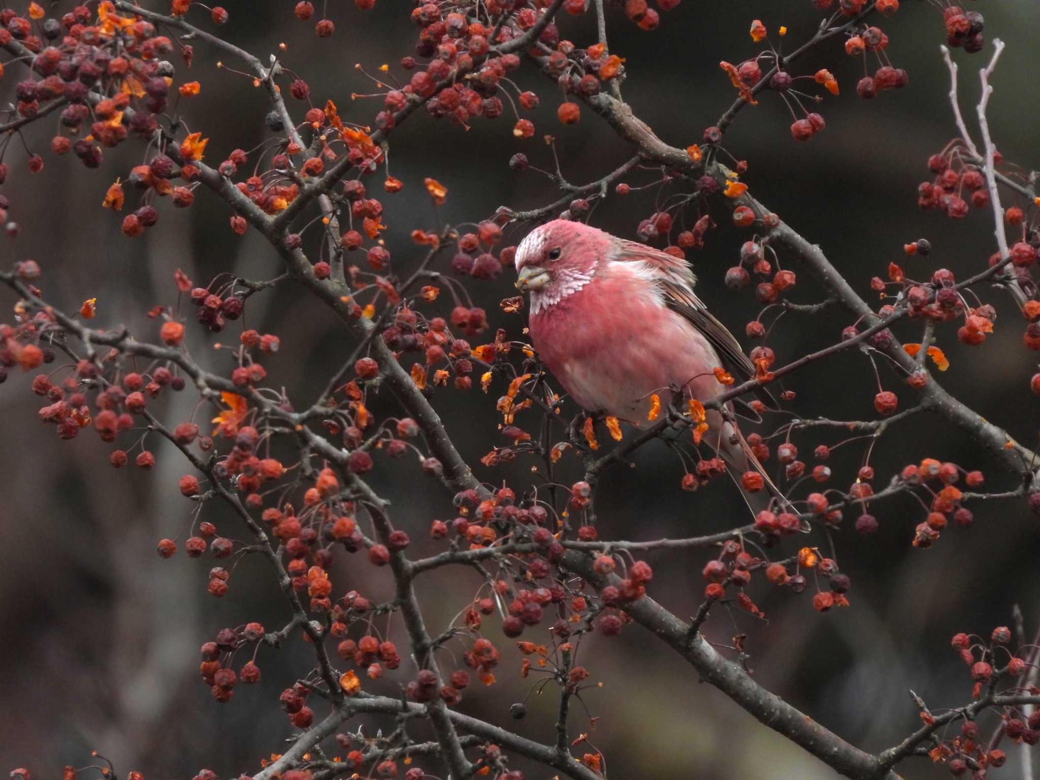 Pallas's Rosefinch