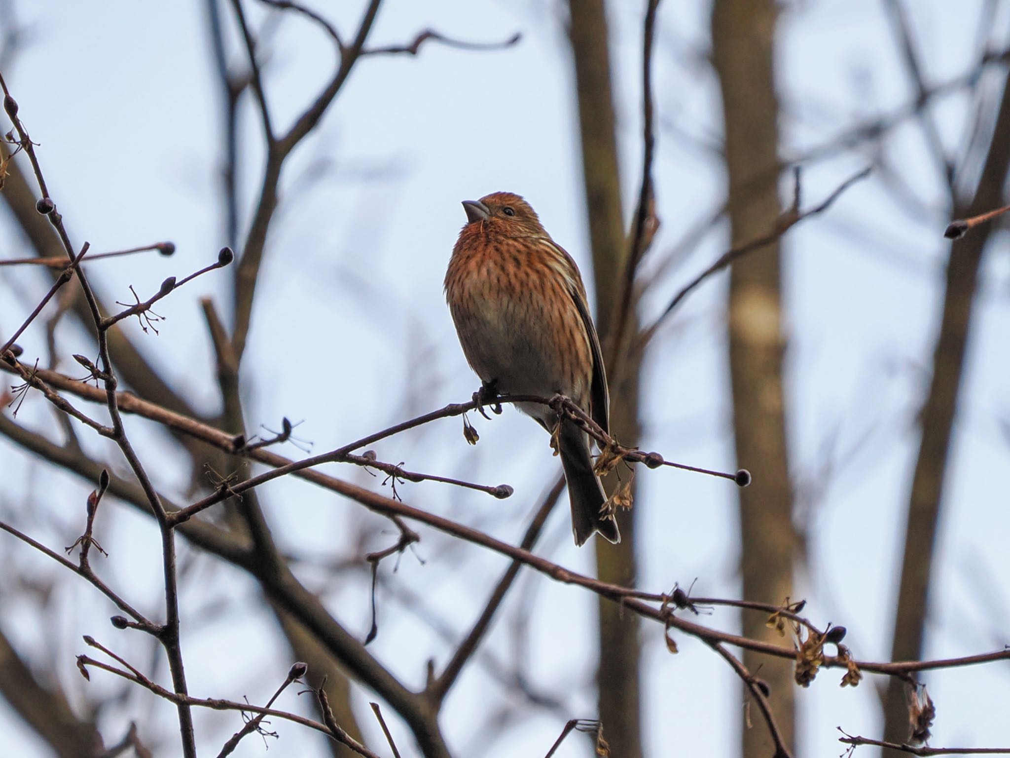 Pallas's Rosefinch