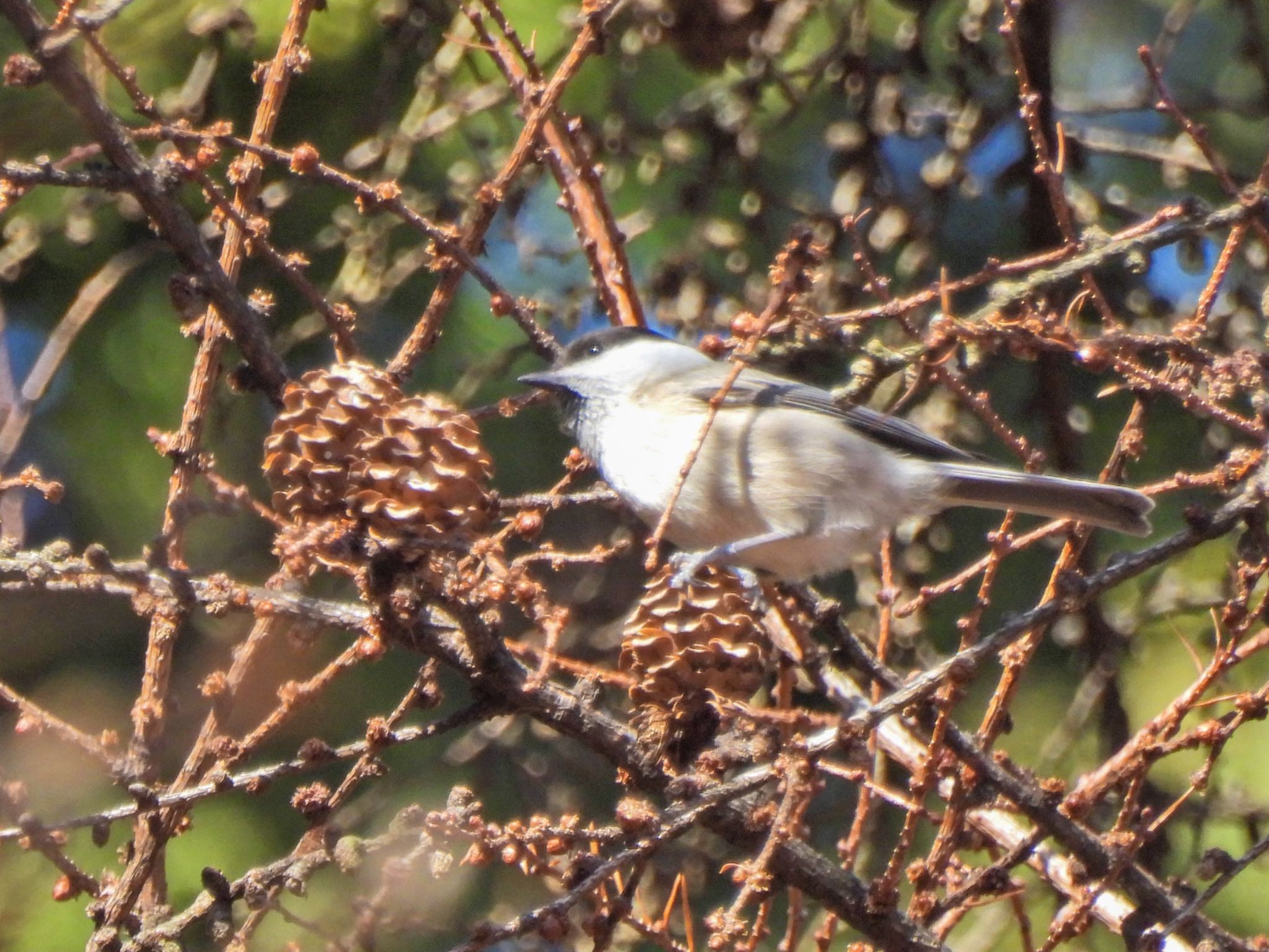 Willow Tit