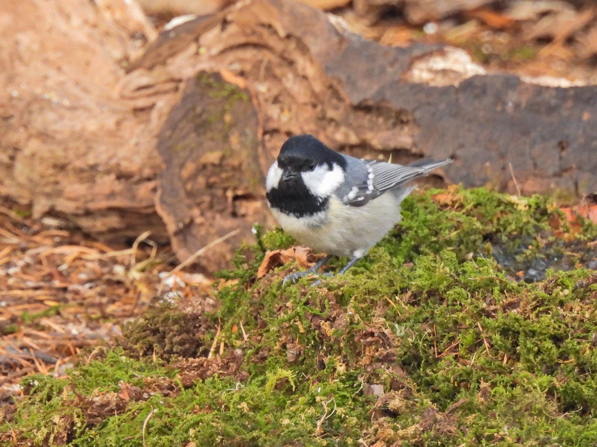 Coal Tit