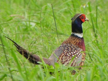 Common Pheasant Ishigaki Island Mon, 1/1/2024