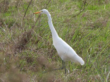 Great Egret(modesta)  Ishigaki Island Sun, 12/31/2023