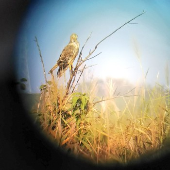 Eastern Marsh Harrier Watarase Yusuichi (Wetland) Sat, 10/27/2018