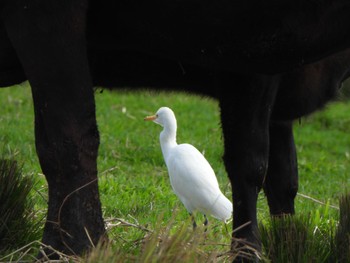 Eastern Cattle Egret Ishigaki Island Mon, 1/1/2024