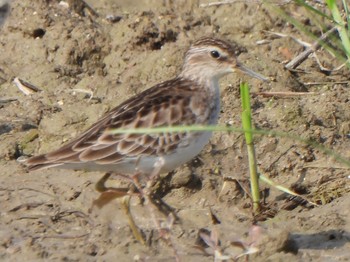 Long-toed Stint Ishigaki Island Mon, 1/1/2024