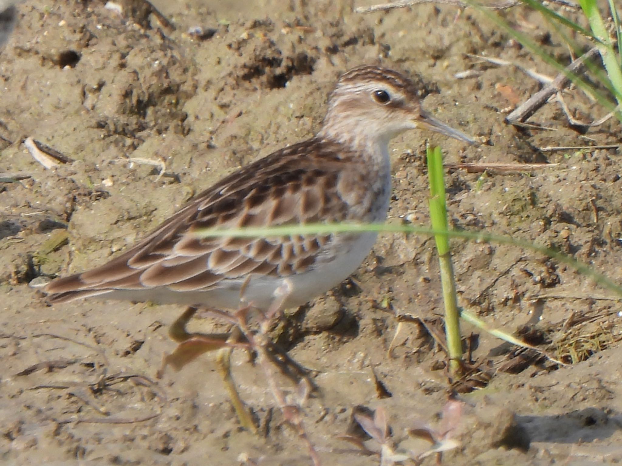 Photo of Long-toed Stint at Ishigaki Island by ツピ太郎