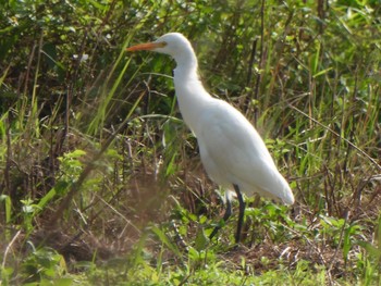 Great Egret(modesta)  Ishigaki Island Mon, 1/1/2024