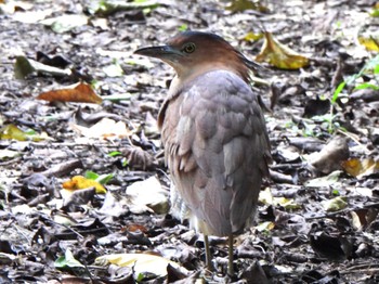 Malayan Night Heron Ishigaki Island Mon, 1/1/2024