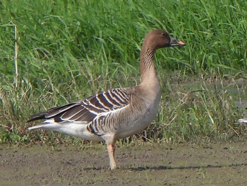 2024年1月1日(月) 石垣島の野鳥観察記録