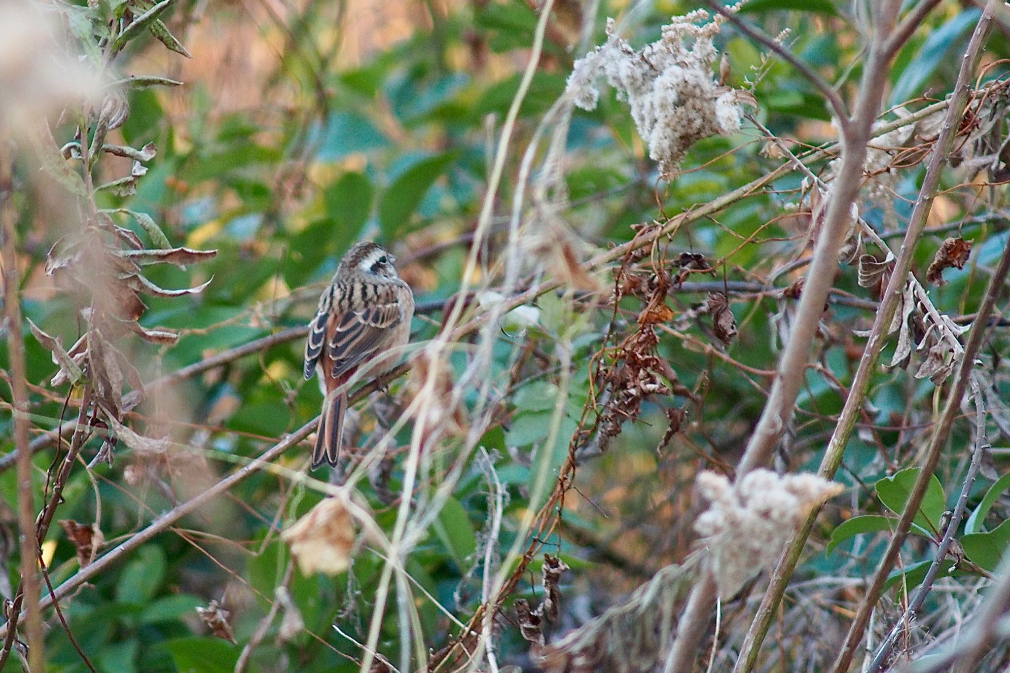 Photo of Meadow Bunting at ふれあい松戸川 by すまるのたま